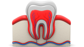 struttura-dente